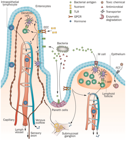 Intraepithelial lymphocyte Enterocytes hen dritl cell Bacterial antigen o Nutrient TLR GPCR Hormone O Bacteria 00 9 i 000 Paneth cells Submucosal ganglion O Toxic chemical A Antimicrobial Transporter Enzymatic degradation Capillary Lymph vessel EEC Venous outflow Sensory axon M cell Epithelium FCT T cell Lymphoid follicle 